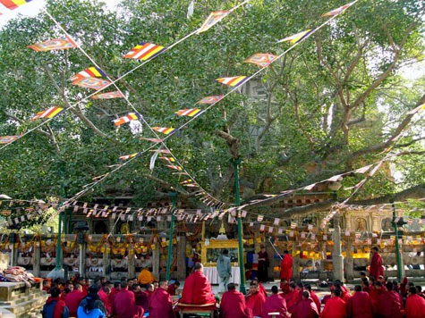 bodhi-tree